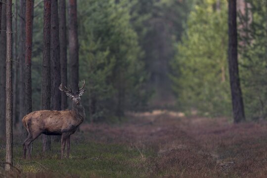 In mid-March, the younger red deer (Cervus elaphus) usually still wear their antlers, while the older members of the species shed their antlers from mid-February, shedding time, antler loss, March, Germany