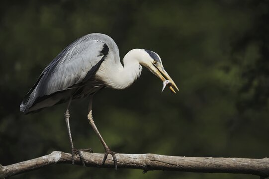 Grey heron (Ardea cinerea) with fish, North Rhine-Westphalia, Germany