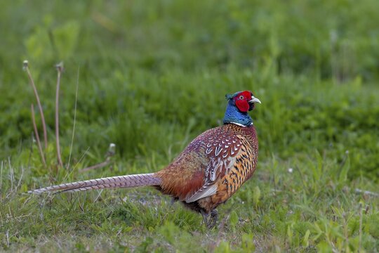A pheasant cock (Phasianus colchicus) in mating dress on a natural meadow, mating season, mating dress, mating season, mating ritual, May, Germany