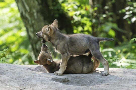 A mischievously playing puppy stands on another puppy in the forest, European gray wolf (Canis lupus), Germany