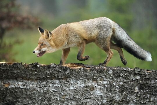 Red fox (Vulpes vulpes) walking on a tree trunk, Czech Republic