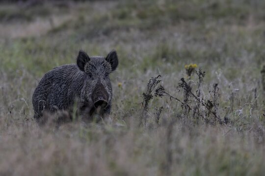 Wild boar (Sus scrofa) can be so busy breaking up the ground that the slightest noise, the slightest movement will attract their attention, defensive, September, Denmark
