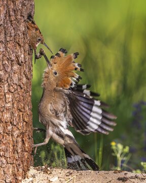 Hoopoe (Upupa epops) Bird of the Year 2022, male with caterpillar as food for the young bird, feeding, erected bonnet, golden hour, backlight, sunlight, rising sun, young bird, breeding den, approach, Middle Elbe Biosphere Reserve, Saxony-Anhalt, Germany