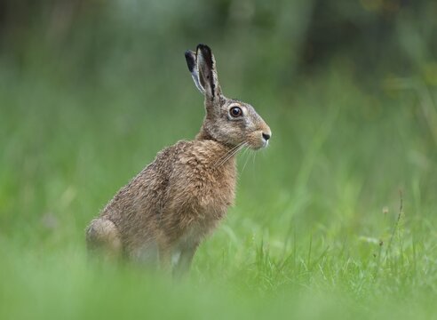 European hare (Lepus europaeus) sitting in a meadow, Lower Saxony, Germany