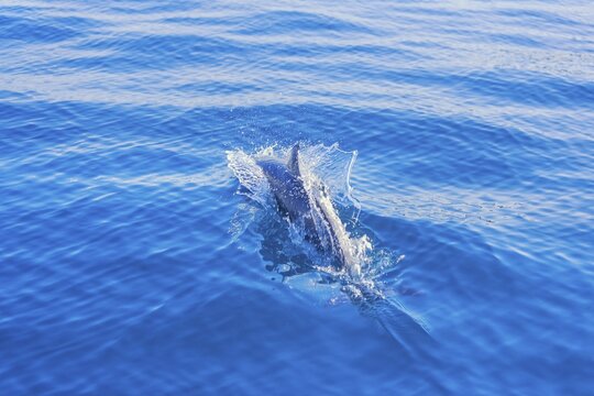 Pantropical spotted dolphin (Stenella attenuata) swimming, Drake Bay, Corcovado National Park, Osa Peninsula, Costa Rica