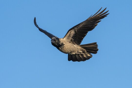 Hooded Crow (corvus corone corone) in flight, Feldberg Lakeland, Mecklenburg-Western Pomerania, Germany