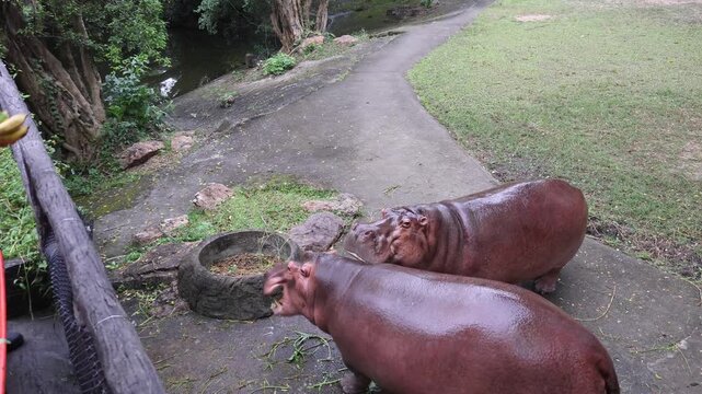 Funny fail as visitor misses throwing banana into senior hippopotamus mouth at zoo