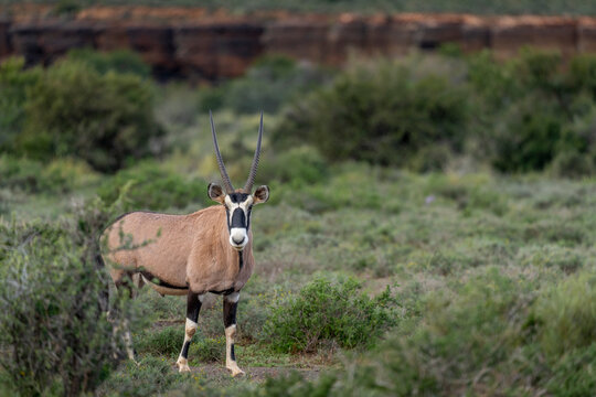 Gemsbok or South African oryx (Oryx gazella) standing in typical Nama Karoo habitat near Beaufort West, Western Cape, South Africa, highlighting the beauty of Africa's arid wildlife landscapes.