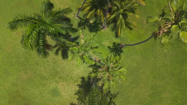 Top down aerial view of palm trees scattered across a green lawn