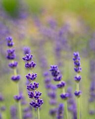 Obraz premium Elegant English Lavender Blossoms in Soft Summer Light