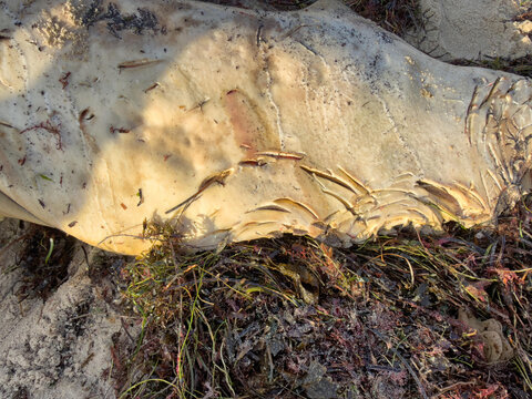 View of a whale carcass showing visible shark bite marks on the skin, lying on the sandy beach among seaweed in Cottesloe, Western Australia, Australia.