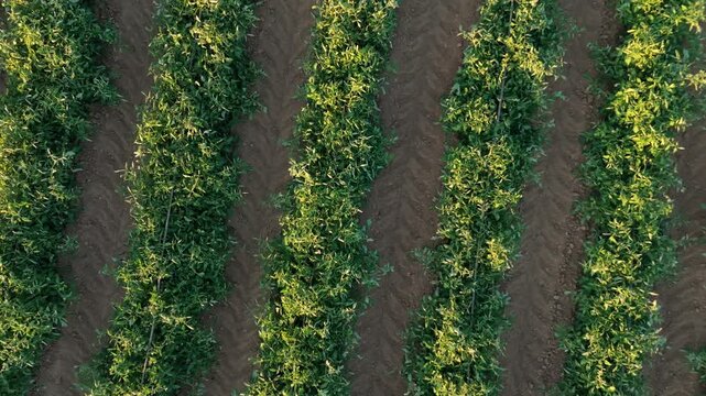 Abstract drone movement: Top-down ascent with left yaw rotation over geometric rows of tomatoes at sunset.