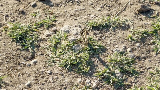 A camouflaged Grayling butterfly rests on the dry, rocky ground in a wild field in Crimea. Its intricate wing patterns blend perfectly with the stones, creating a feeling of silent mystery and wonder.