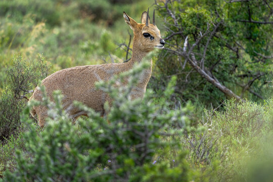 Klipspringer (Oreotragus oreotragus) male standing in typical Nama Karoo habitat near Beaufort West, Western Cape, South Africa. A sure-footed African antelope in its rugged natural environment.