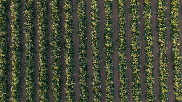 Aerial drone footage of a forward top-down tracking shot over symmetrical rows of green tomato crops at sunset.