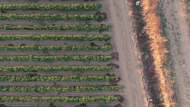 Forward linear drone flight showing the right boundary edge of a rowed green tomato field at sunset.