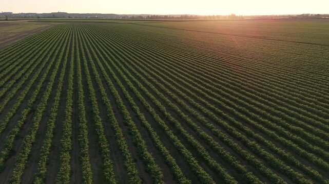 Aerial panoramic static shot with right yaw rotation showing a backlit tomato field with high contrast at sunset.