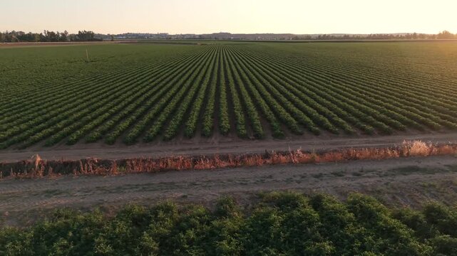 Dronie shot moving backward and upward revealing a vast tomato field backlit and highly contrasted during sunset.