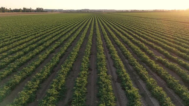 Dynamic aerial side-tracking shot crossing from left to right over the rows of a green tomato crop at sunset.
