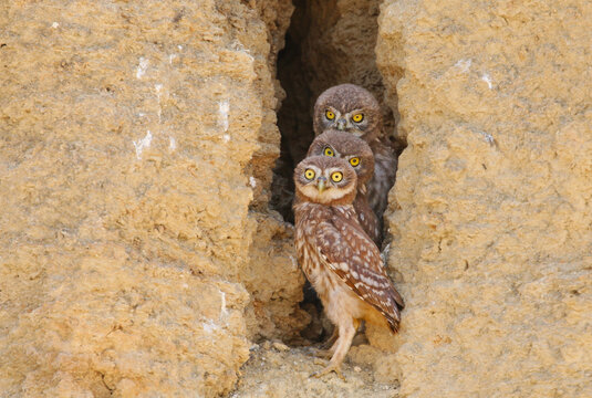 Three cute Little Owl chicks (Athene noctua) stand lined up inside a clay burrow entrance and look into the camera.