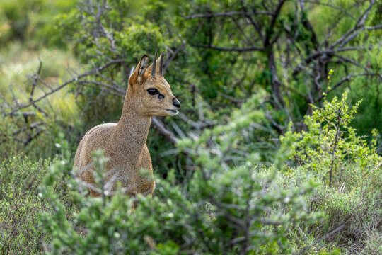Klipspringer (Oreotragus oreotragus) male standing in typical Nama Karoo habitat near Beaufort West, Western Cape, South Africa. A sure-footed African antelope in its rugged natural environment.