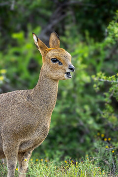 Klipspringer (Oreotragus oreotragus) female standing in typical Nama Karoo habitat near Beaufort West, Western Cape, South Africa. A sure-footed African antelope in its rugged natural environment.