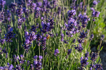 Obraz premium Lavender purple flower close up, lavendar farm in blooming summer garden