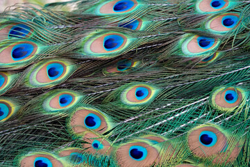 Peacock feather pattern, bright green - blue bird tail texture © artemstepanov