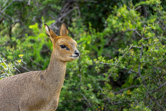 Klipspringer (Oreotragus oreotragus) female standing in typical Nama Karoo habitat near Beaufort West, Western Cape, South Africa. A sure-footed African antelope in its rugged natural environment.