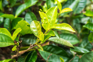 Obraz premium Traditional green tea plantation on Ceylon