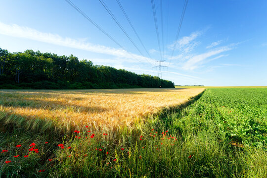 Poppies, wheat fields and electricity pylon in the Essonne valley
