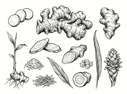 Ginger root botanical sketch set, ink illustration of rhizome and slice isolated on white background