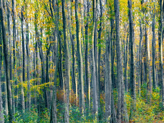 Fototapeta premium Herbstlaub abstrakt in Szene gesetzt