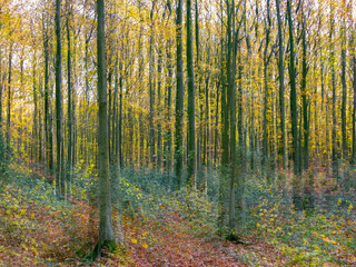 Fototapeta premium Herbstlaub abstrakt in Szene gesetzt