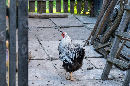 A white and black rooster stands on cracked concrete paving stones in a rustic farmyard,