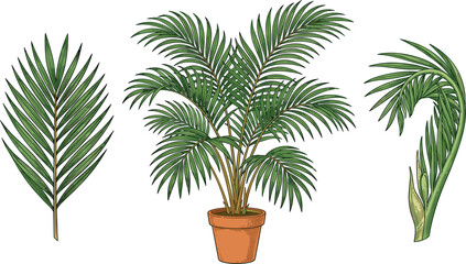 Fototapeta premium Potted Areca Palm Tree Vector Set Featuring Potted Houseplant, Tropical Fronds, Curved Green Leaves, and Botanical Graphic Design ElementsPotted Areca Palm Tree Vector Set Featuring Potted Houseplant,
