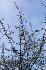 Obraz premium Small Bird Perched on a Blossoming Tree Branch against a Blue Sky