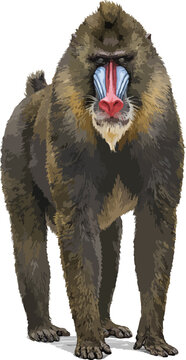 Mandrillus sphinx illustration art