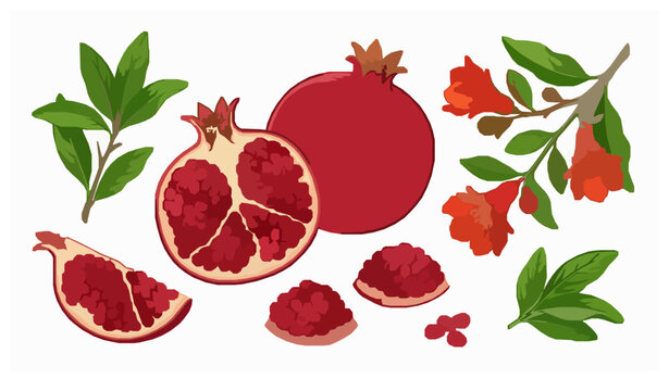 Fresh Pomegranate Fruit and Seeds Colored Botanical Vector Illustration