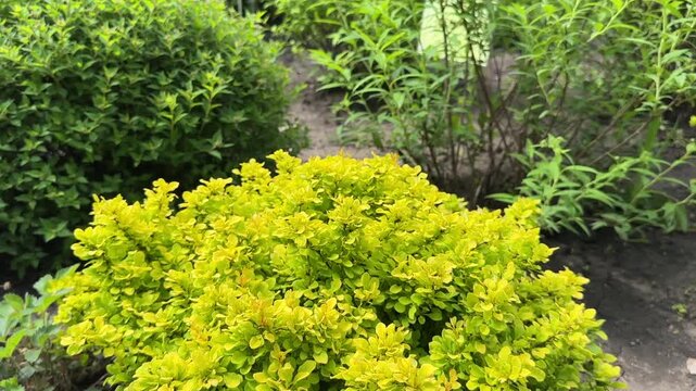 Spiraea japonica Goldmound golden spirea shrub in sunny garden closeup