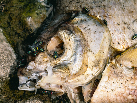 Schmei&szlig;fliegen an einem toten Fisch