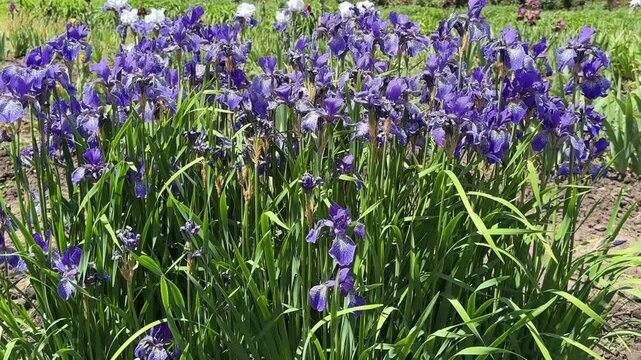 Iris germanica purple bearded iris flowers blooming in garden bed closeup