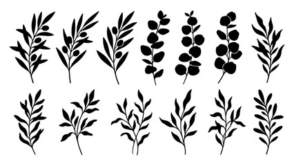 Leaf and branch silhouettes featuring olive and eucalyptus foliage elements on a white background © CreatifyStudio