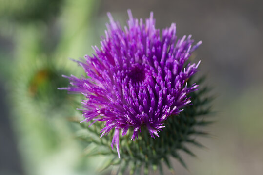 Onopordum acanthium, cotton thistle flowers closeup selective focus
