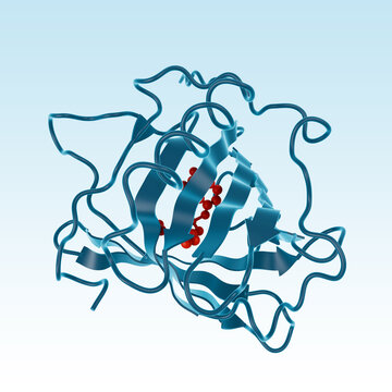 Lipocalin-2 protein molecule with bound ligand. Siderocalin, oncogene 24p3, NGAL, neutrophil gelatinase-associated lipocalin, antimicrobial of immune defense, encoded by the LCN2 gene. 3D render