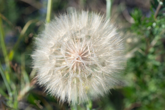 yellow salsify,
Tragopogon dubius seedhead closeup selective focus