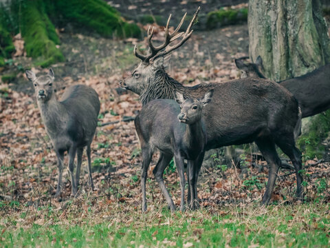 Sikahirsche im Wald