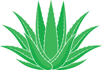 Fototapeta premium vFlat vector illustration of a green aloe vera succulent plant for natural skincare and wellness concepts