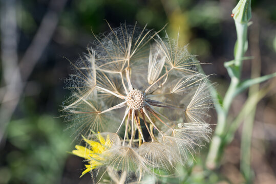 yellow salsify,
Tragopogon dubius seedhead closeup selective focus
