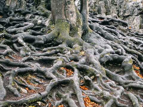 Verzweigte Buchenwurzeln graben sich ins Erdreich